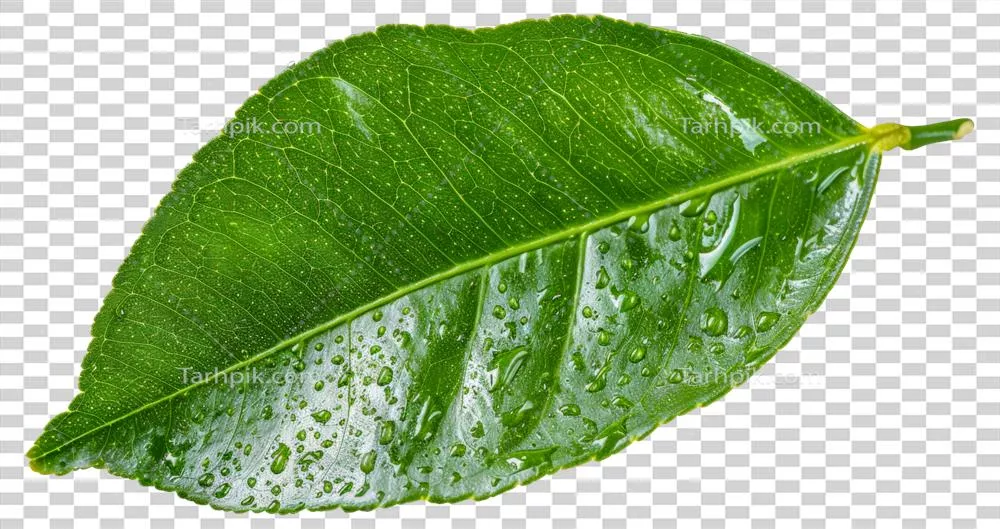برگ با قطرات آب بر روی آن: زیبایی طبیعت در تصاویر