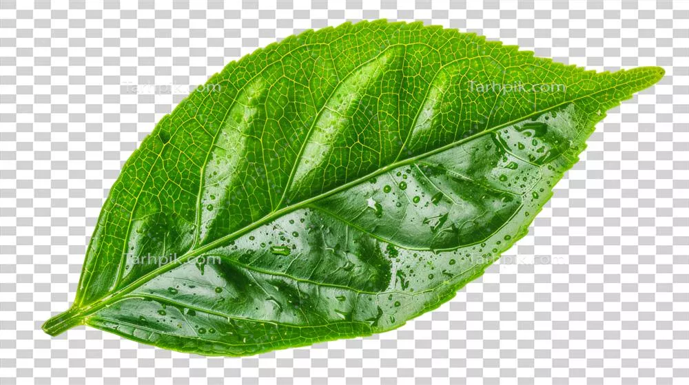 برش برگ سبز تازه و شاداب - قالبگیری و طراحی گرافیکی