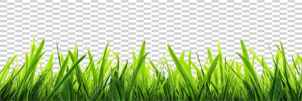 چمنزار سرسبز و شاداب: چمن سبز بر روی پسزمینهای کاملاً خالی