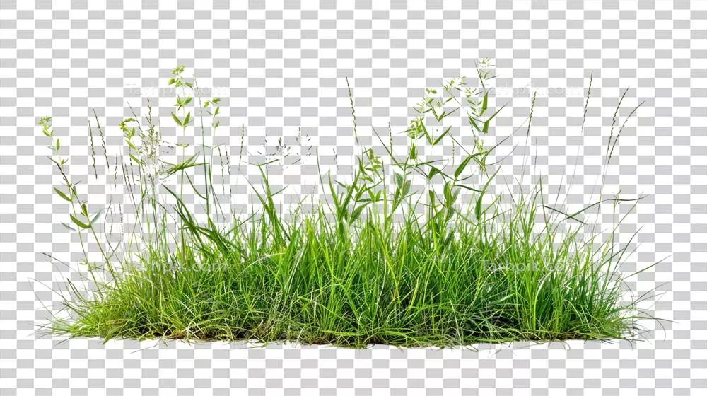 چمنزار مختلط در بهار با جوانههای سبز تازه به صورت جداگانه بر روی پسزمینه شفاف