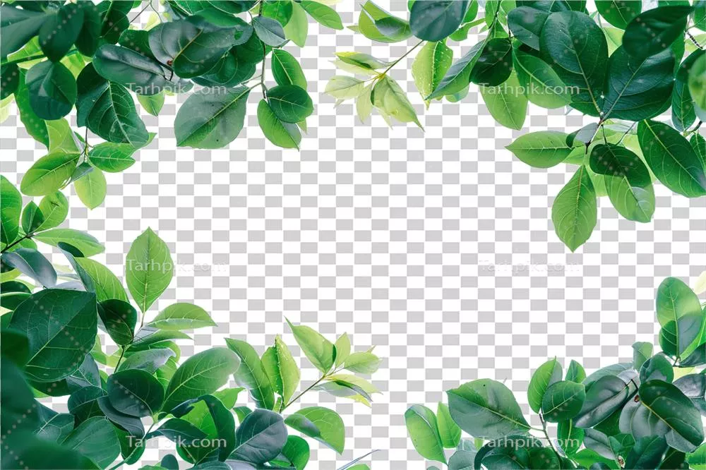 قاب حاشیه ای با برگ سبز و طراحی طبیعی و زیبا
