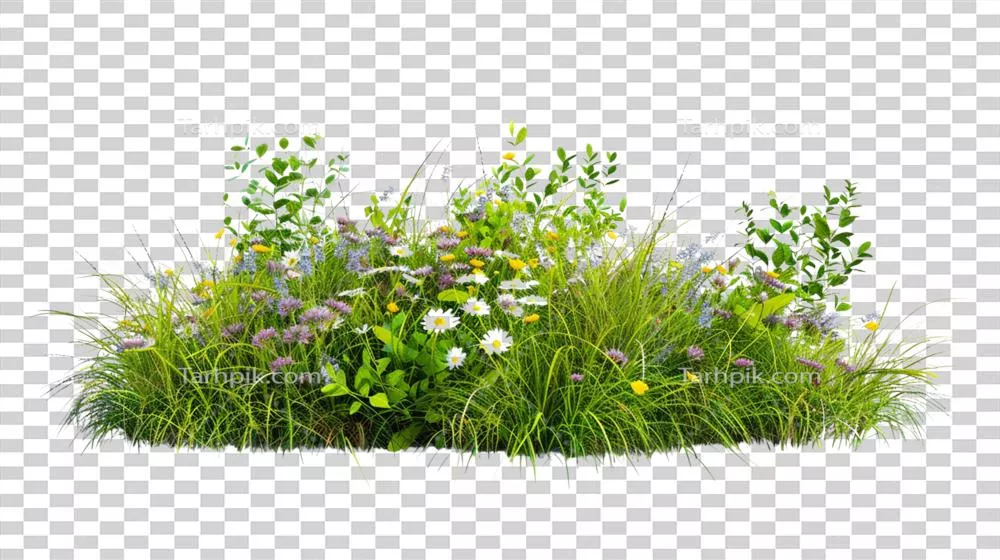 بوته ای انبوه و سرسبز با علف های پیچیده و گل های وحشی ظریف بر روی پس زمینه شفاف