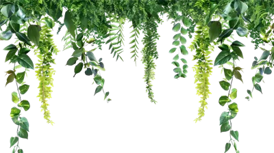 حاشیهای از گیاهان کریپر گرمسیری hanging بر روی پسزمینه شفاف