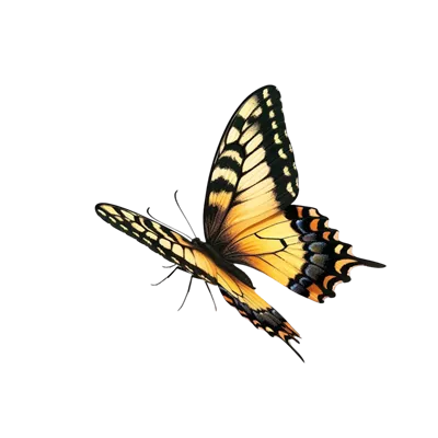 تصویر پروانه بر روی پسزمینهی شفاف و زیبایی طبیعی