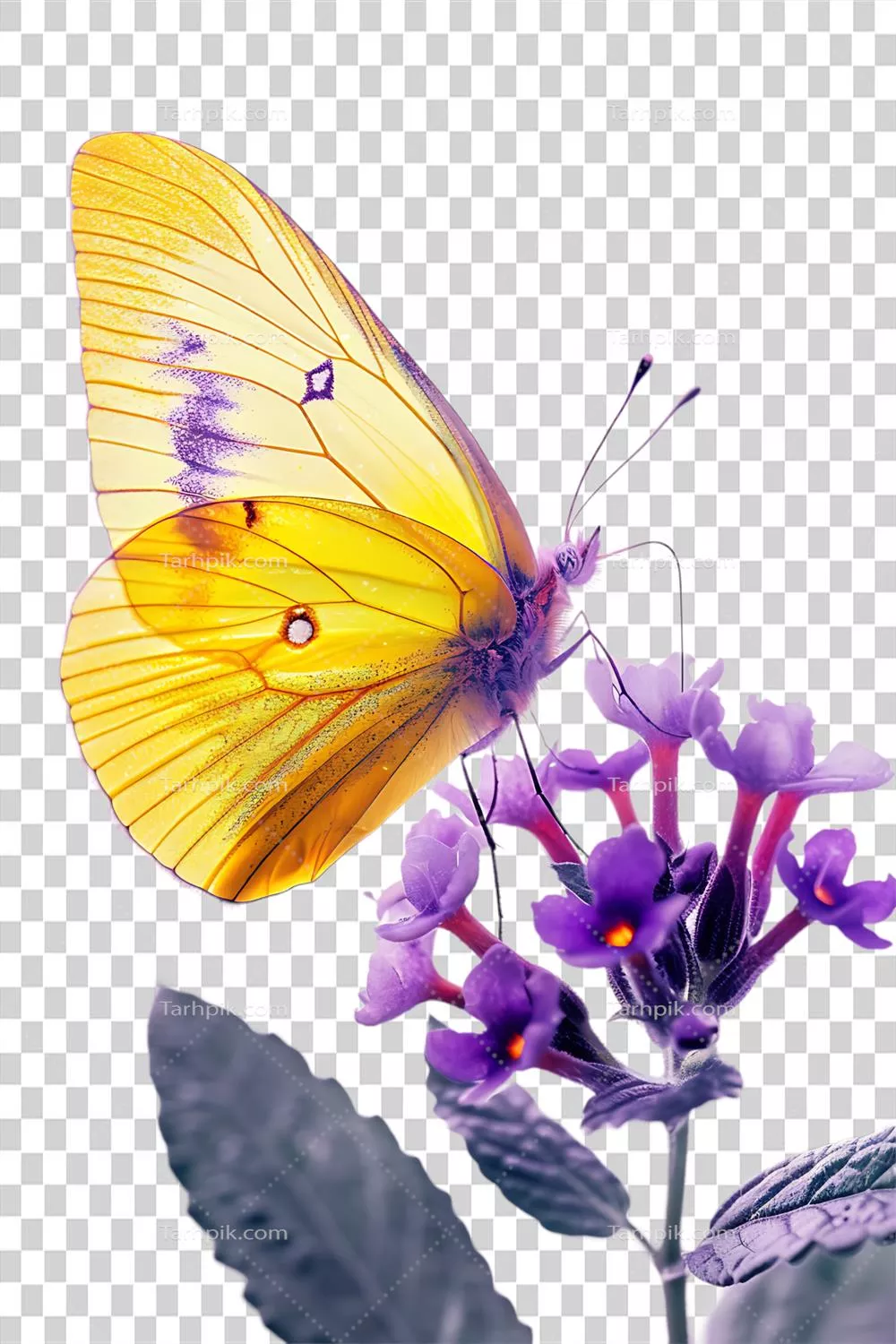 تصویری از پروانه‌ای بر روی گل با پس‌زمینه شفاف