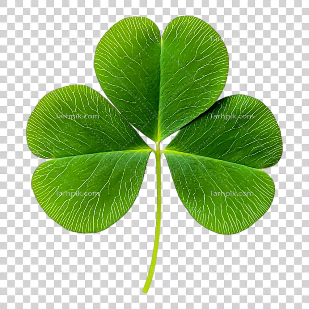 برگ سه‌گوش سبز یگانه: نگاهی به زیبایی و معانی سمبل‌ها