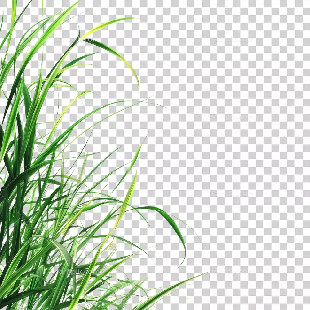 حاشیه چمن استایل دار روی پسزمینه شفاف برای طراحی و تزئینات زنده