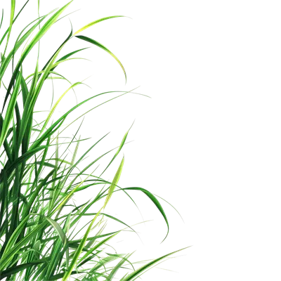 حاشیه چمن استایل دار روی پسزمینه شفاف برای طراحی و تزئینات زنده