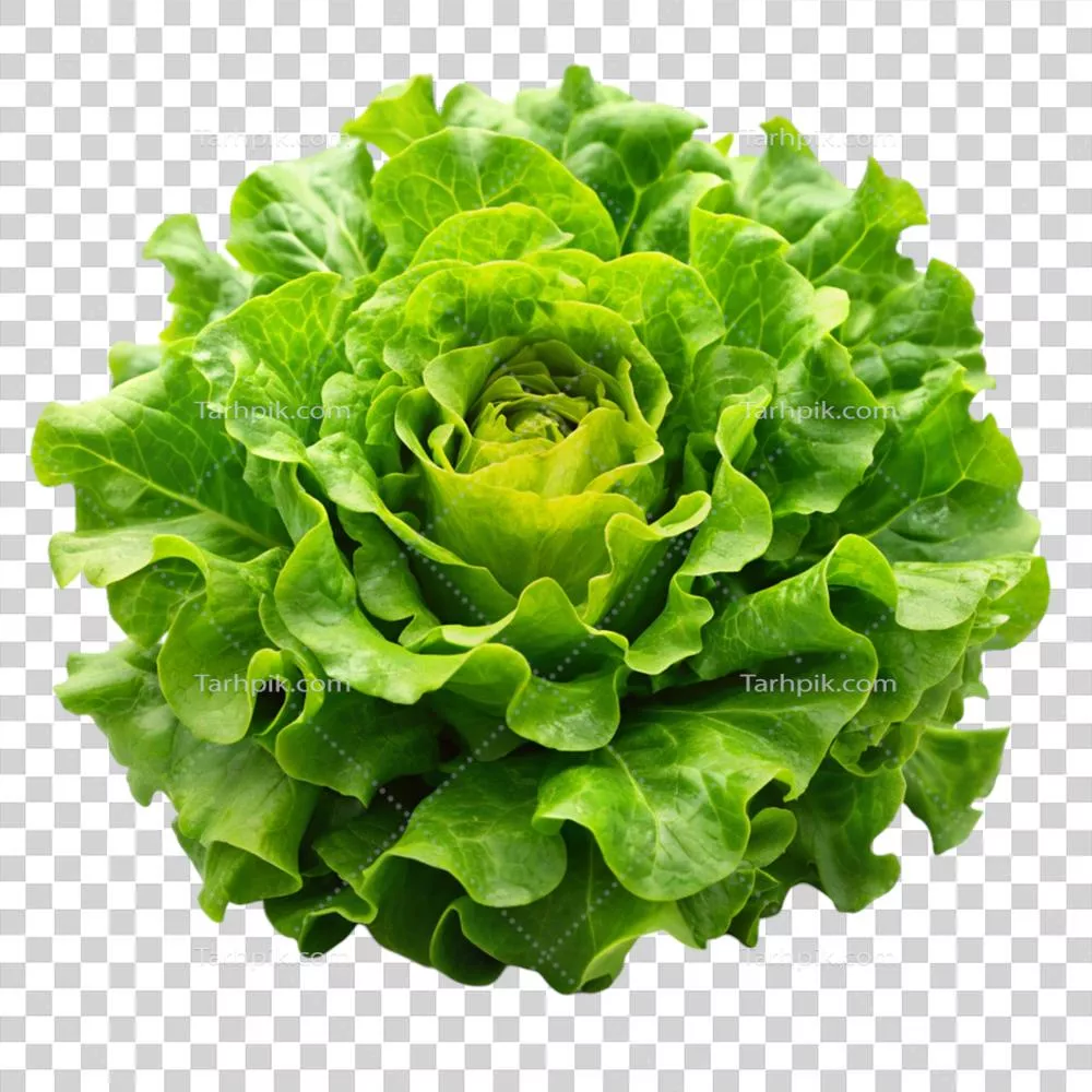 ساقه کاهوی کرهای تازه برداشت شده برای غذاهای گیاهی و سالادها