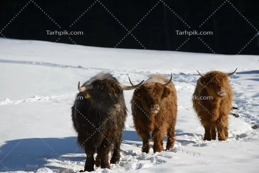 عکس استوک گوساله هایی که در زمینی سبز و سرسبز استراحت می کنند و زیبایی زراعت را نمایش می دهند.