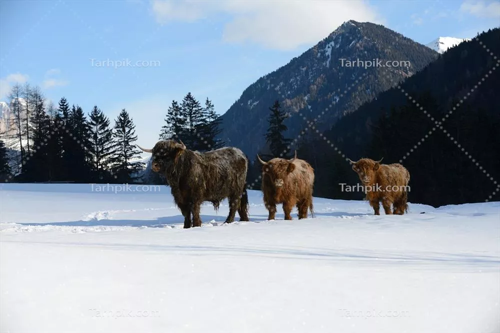 عکس استوک گوساله ها در یک روز سرد زمستانی در حال بازی و خوشگذرانی هستند و زیبایی زندگی روستایی را نمایان می کنند.