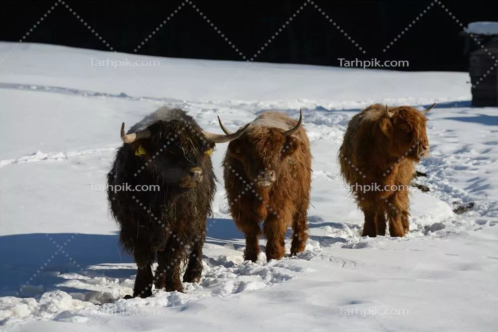 عکس گاو میش در برف زمستانی
