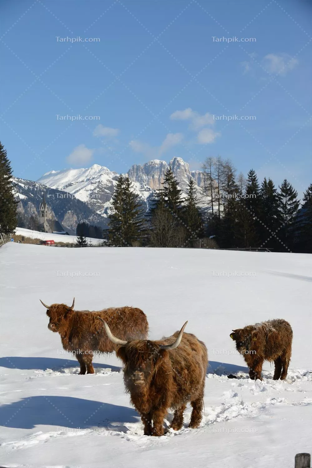 عکس استوک خرگوش سفید و ناز، با چشمان درخشان و پشمالو در حال نشستن و بازی با دسته ای گل های رنگارنگ در کنار خود است.