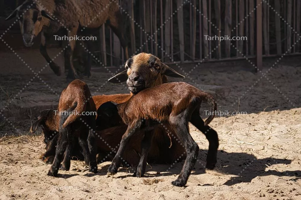 عکس استوک یک سنجاب زیبا در حال نشستن و نظارت بر اطراف در یک روز آفتابی در درختان با چشمان براق و پشمالوی نرم.