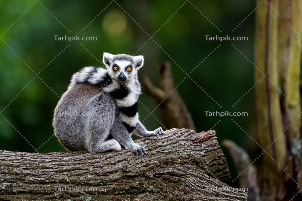 پرتره لمور دم‌حلقه‌ای: زیبایی و زندگی در جزیره موریس