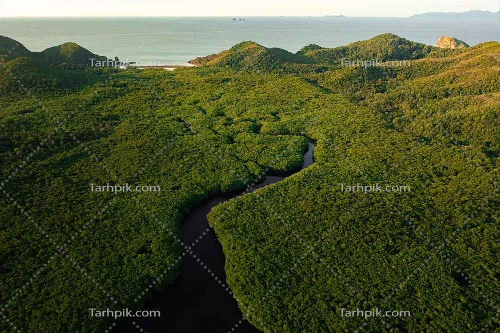 نمای زیبا از سواحل جنگلهای مانگرو از نمای Drone