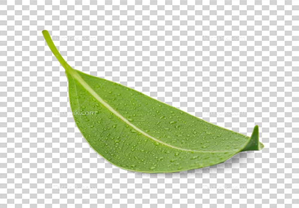 قطره آب روی برگ سبز تازه: نمای نزدیک و شفاف با سایه