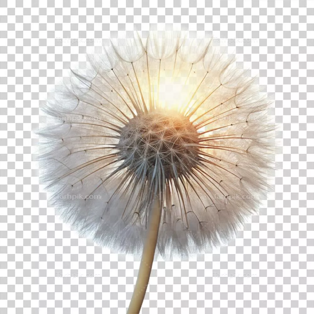 تصویر باروک بینظیر: کاسه دندانک دانهدار نورانی با پسزمینهای آفتابی