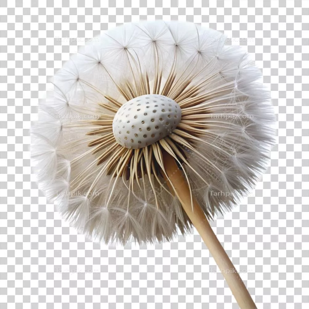 تصویر آرام و مدرن از یک دانه دانه‌ی قاصدک به صورت نزدیک