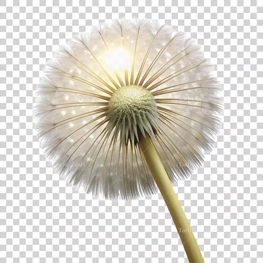 دانه سرخس مجرد با نور ملایم در فضایی مدرن و آرام