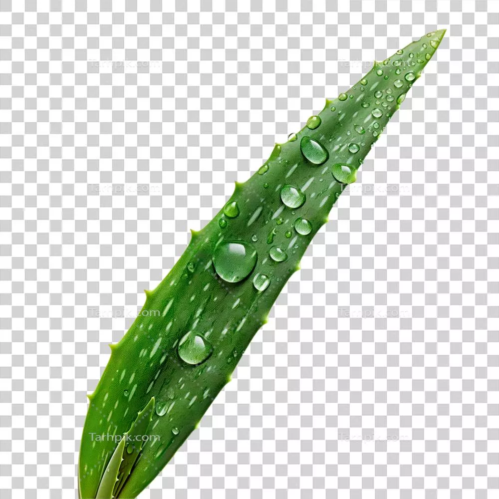 برگ‌های تازه گیاه آلوئه‌ورا بر روی پس‌زمینه شفاف