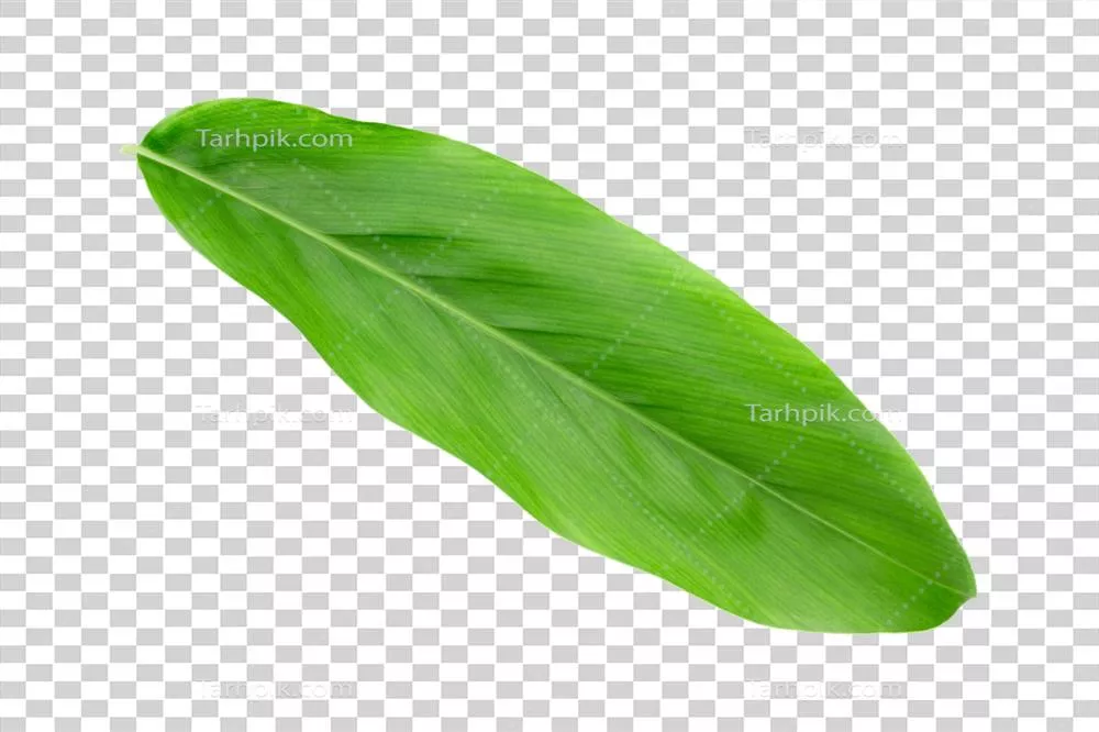 برگ‌های تازه و سبز گالنگال با پس‌زمینه شفاف - گیاه سبز سالم