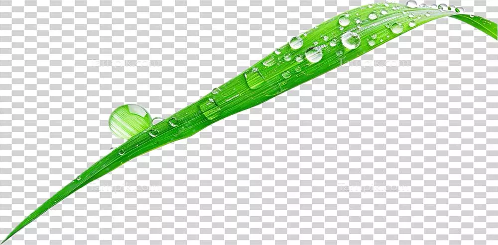 نمای نزدیک قطرات شبنم در حال نشستن بر روی برگهای سبز