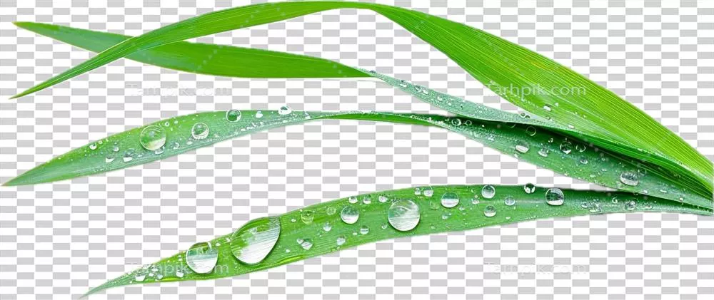 تصویر نزدیک از قطرات شبنم بر روی برگهای سبز و درخشان