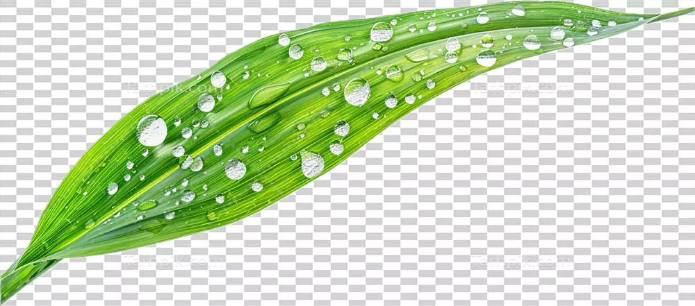 کلوزآپ از قطرات شبنم روی برگهای سبز در طبیعت