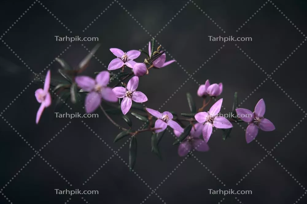 تصویربرداری کلان از گل‌ها: نگاهی دقیق به زیبایی و الگوهای طبیعت