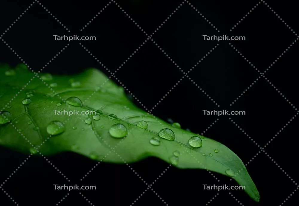 قطرات باران بر روی برگ های سبز تازه در پس زمینه سیاه - جزئیات ماکرو