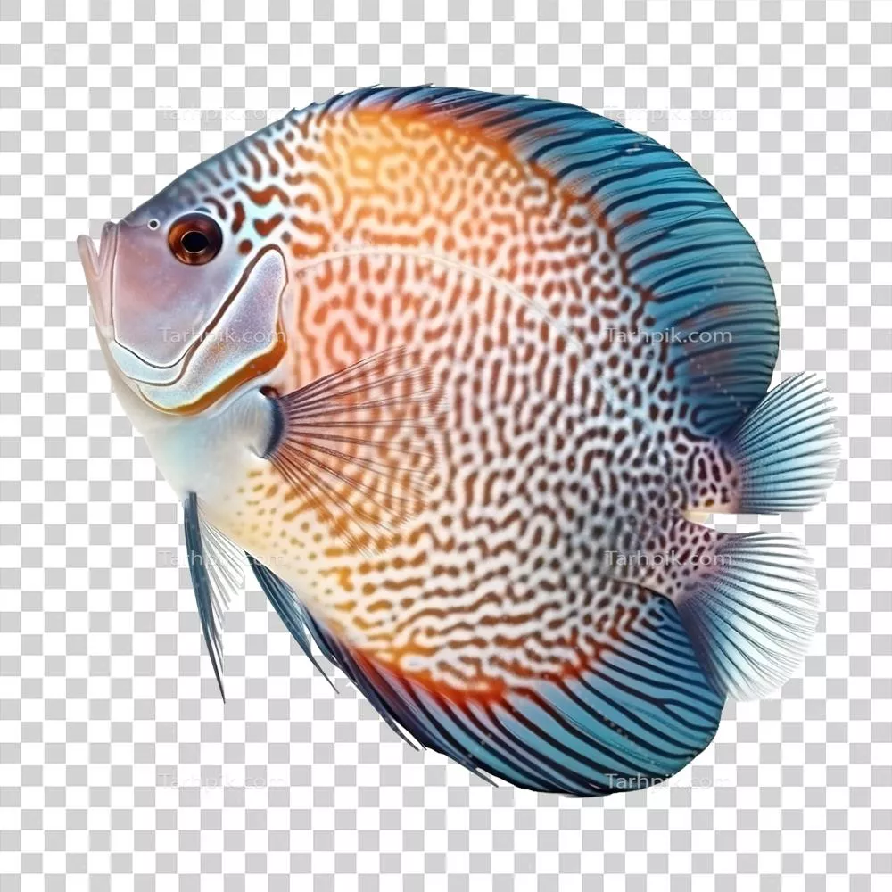 تصویر ماهی دیسکوس با پس‌زمینه شفاف، تولید شده با هوش مصنوعی