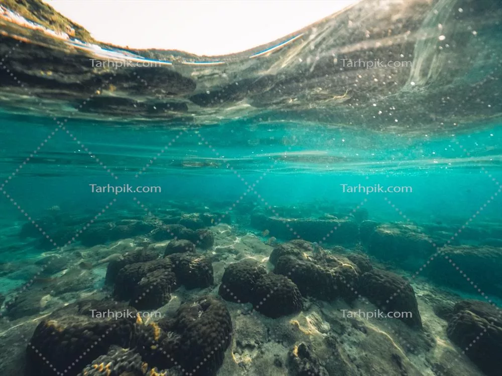 زندگی زیر آب در سواحل جزیره: کشف شگفتی های دنیای دریا