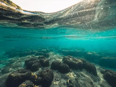 زندگی زیر آب در سواحل جزیره: کشف شگفتی های دنیای دریا