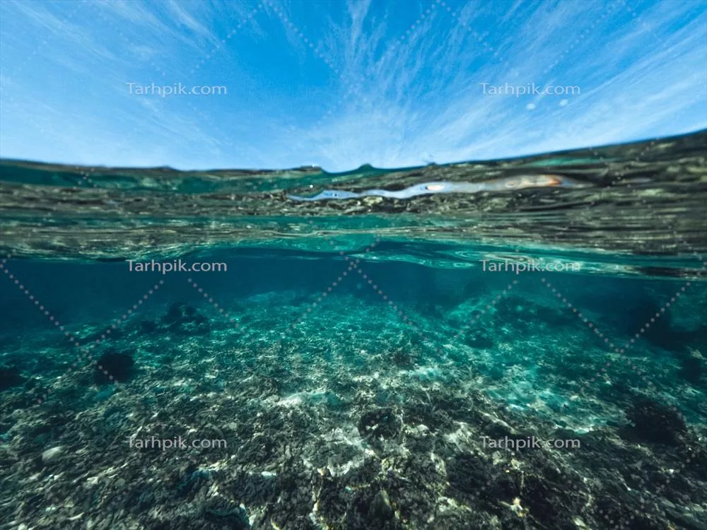 زندگی زیر آب در سواحل یک جزیره زیبا و آرام