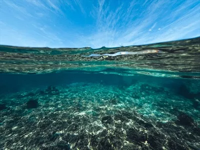 زندگی زیر آب در سواحل یک جزیره زیبا و آرام