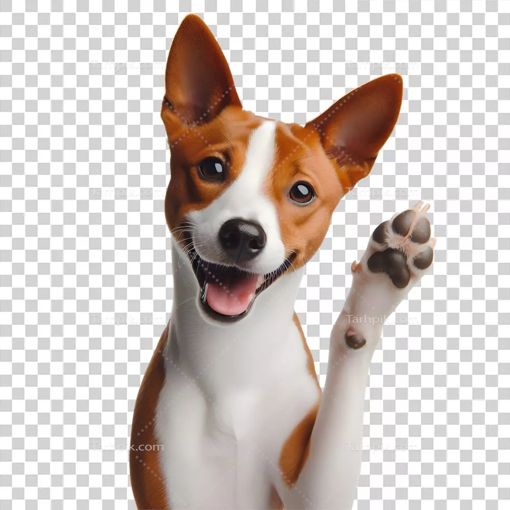 سگ باسنچی بامزه و جذاب که با لبخندش شش انگشتش را بالا می‌برد