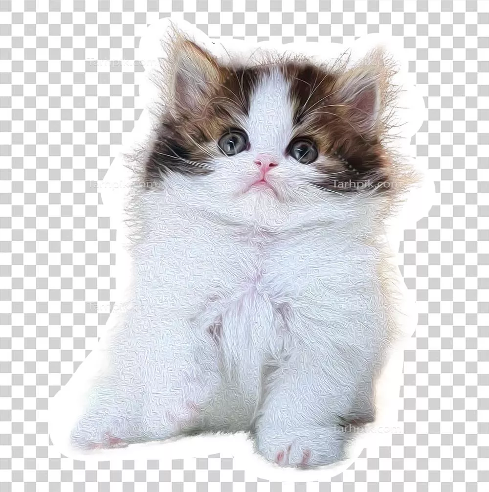 پرتره‌ای از یک گربه نژاد بریتانیایی: مفهوم حیوانات خانگی