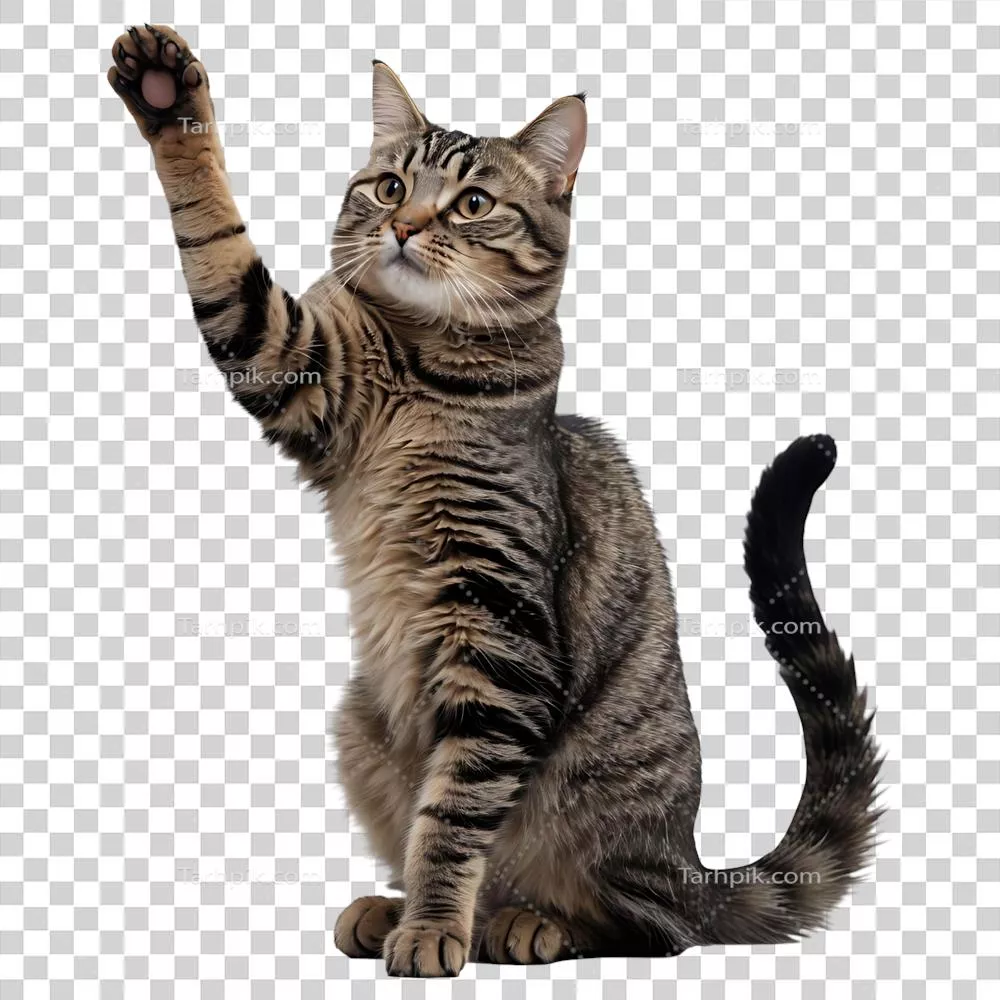 گربه راه راه بامزه با پا بلند در طراحی‌های حیوانات و پت