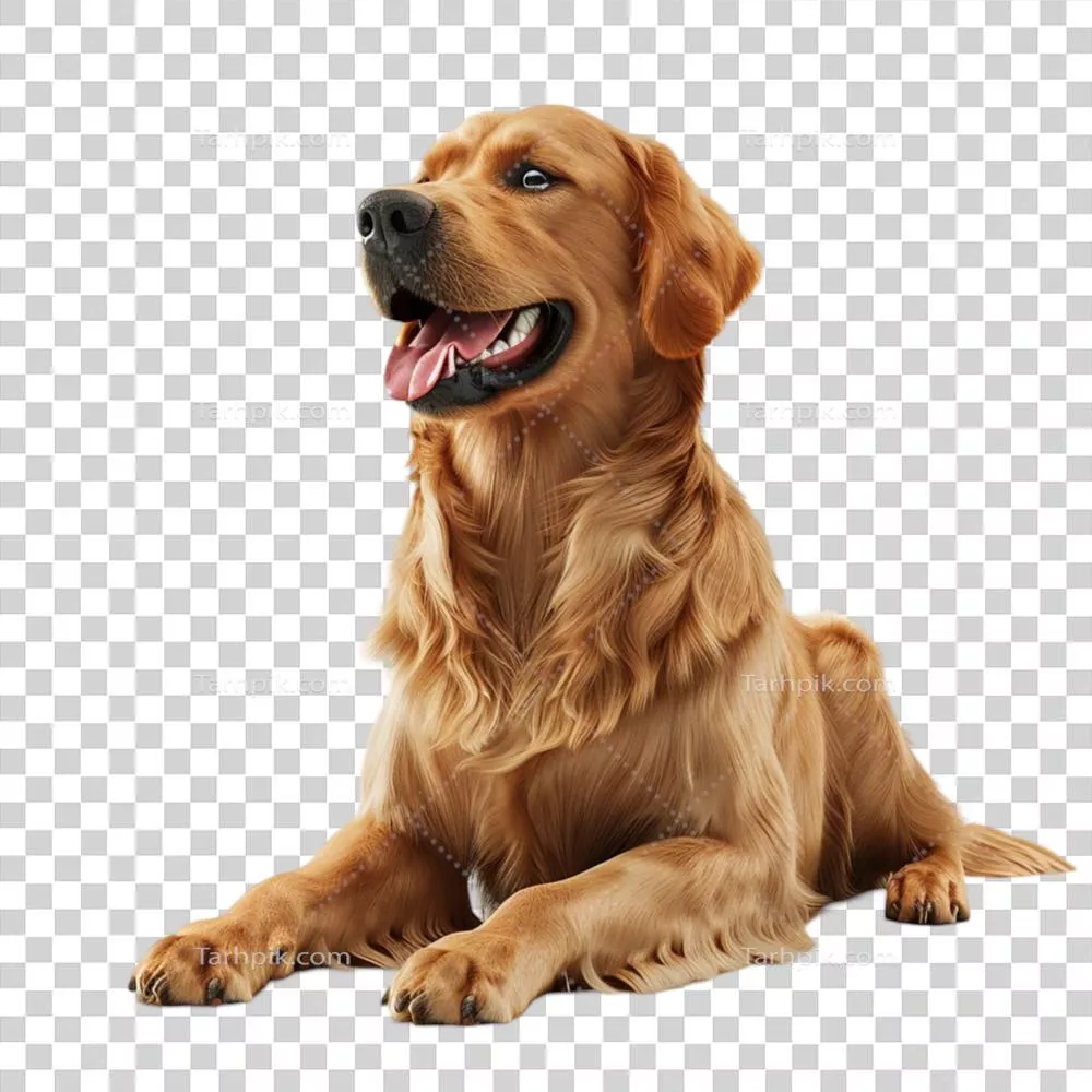سگ طلايي رتریور بر روی پس زمینه شفاف با فناوری هوش مصنوعی تولیدی