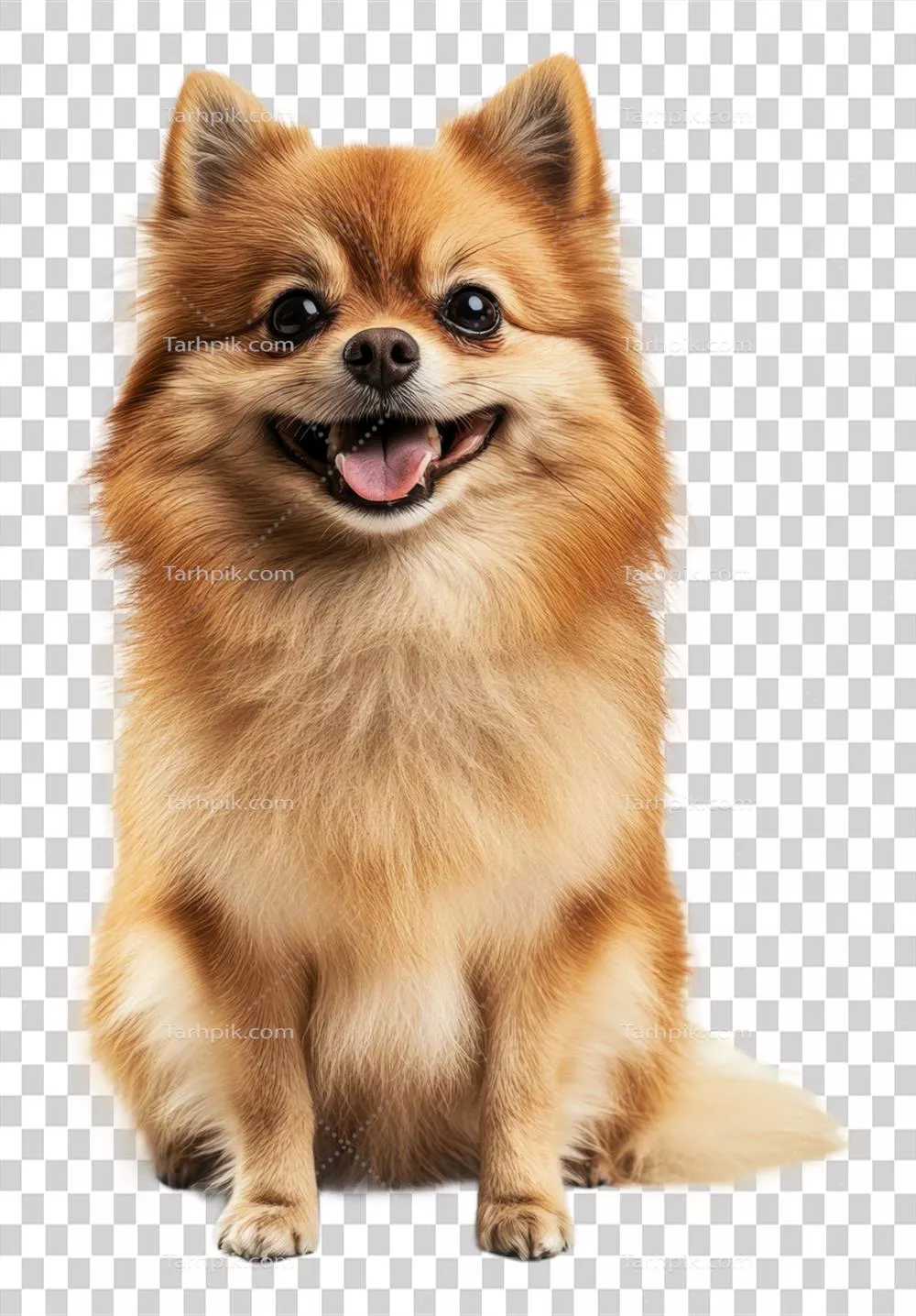 پامرانیان شاد و خندان نشسته در داخل منزل - برش خورده و زیبا