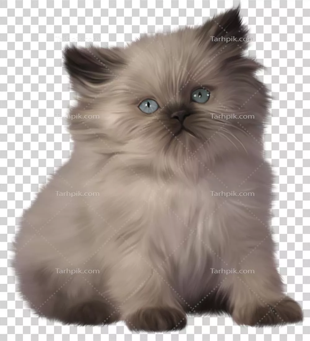 تصویر بچه گربه با پسزمینه شفاف به عنوان طرحی برای طراحیهای دیجیتال و گرافیکی