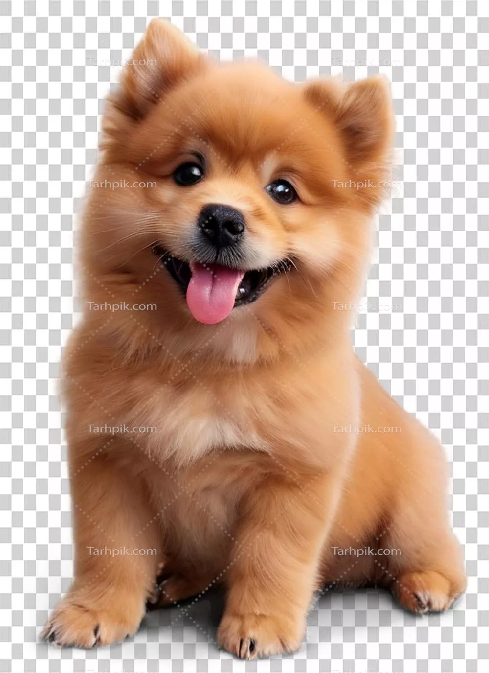 سگ قهوه ای خندان: دوست وفادار شما