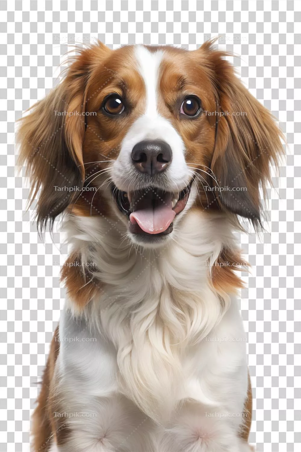 سگ شاد با خز پف دار در نور روشن - برش شده روی پسزمینه شفاف