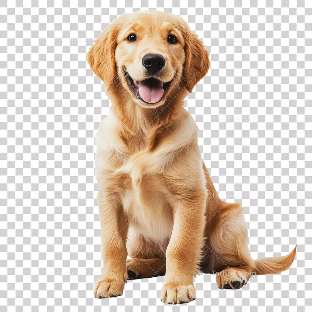 شادی یک توله گلدن retriever در حال نشستن در داخل خانه