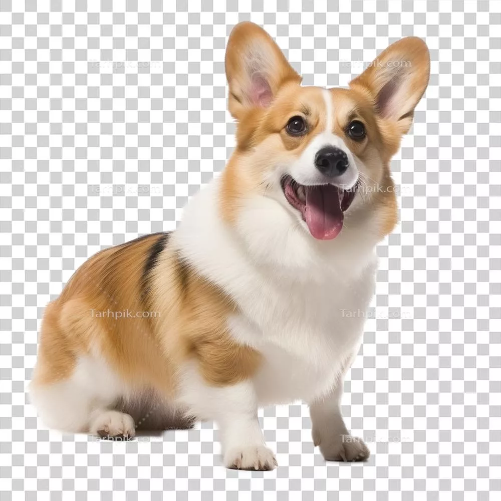 تکامل توله سگ ولش کُرگی بر روی پس‌زمینه شفاف و زیبا