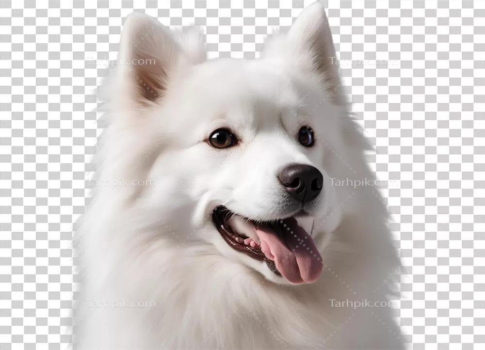 سگ اسکیما آمریکایی با طراحی بامزه و استفاده از هوش مصنوعی