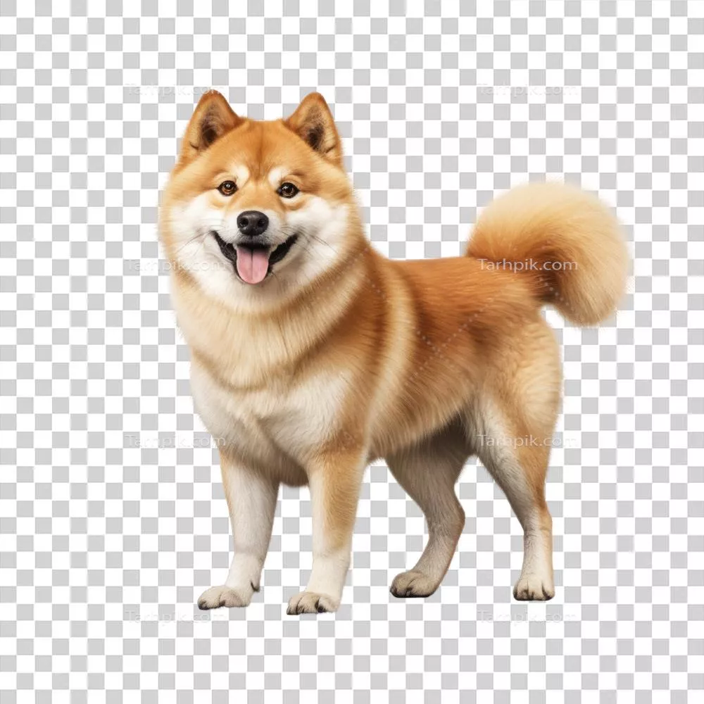 پرتره‌ای جذاب از سگ شبا اینو ژاپنی در پس‌زمینه شفاف با استفاده از هوش مصنوعی تولید شده