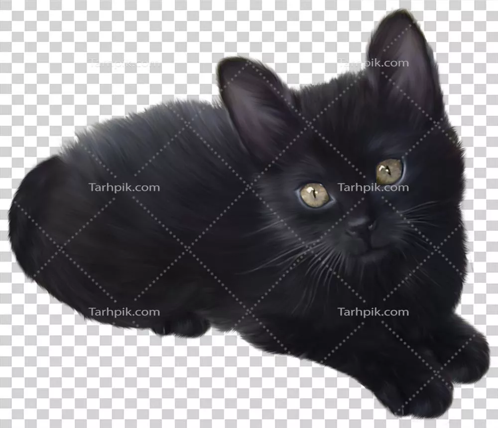 گربه سیاه روی پسزمینه شفاف: زیبایی و ظرافت گربهها