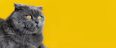گربه خاکستری بر روی پس‌زمینه زرد: تضاد رنگ‌ها و زیبایی طبیعی